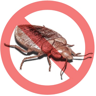 Bed Bug Images Free Download Image PNG Image