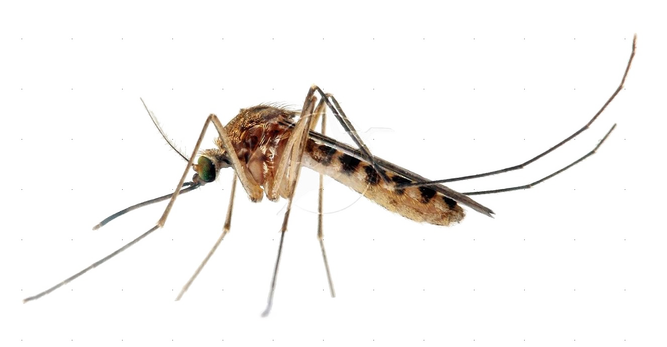 Mosquito Images PNG Free Photo PNG Image