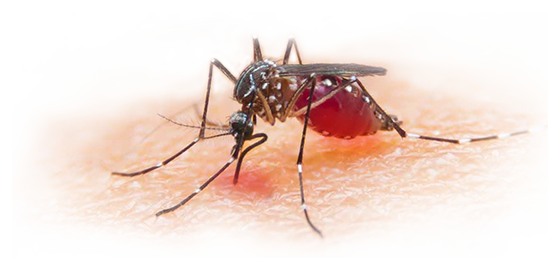 Mosquito Download Image Free Download PNG HQ PNG Image