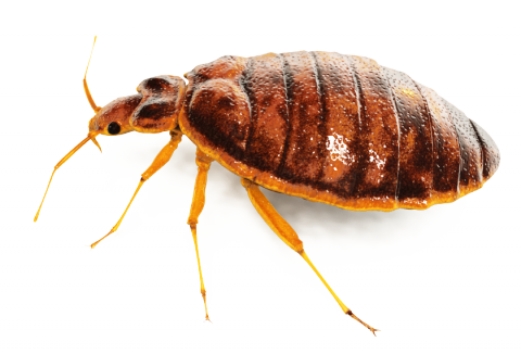 Bug Png PNG Image