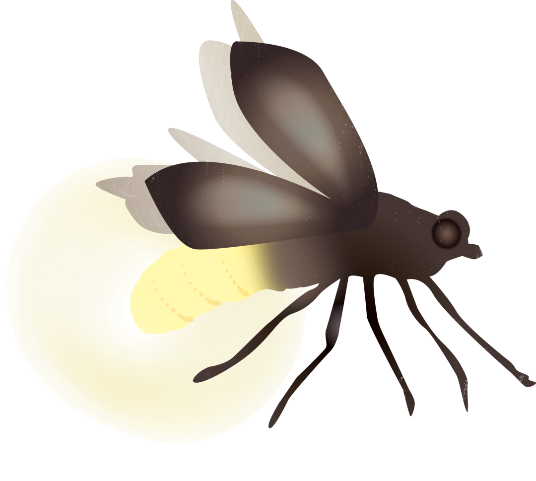 Firefly Bug Lightning Free Download PNG HD PNG Image