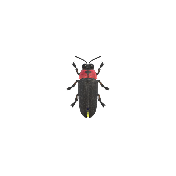 Real Bug Lightning PNG Free Photo PNG Image