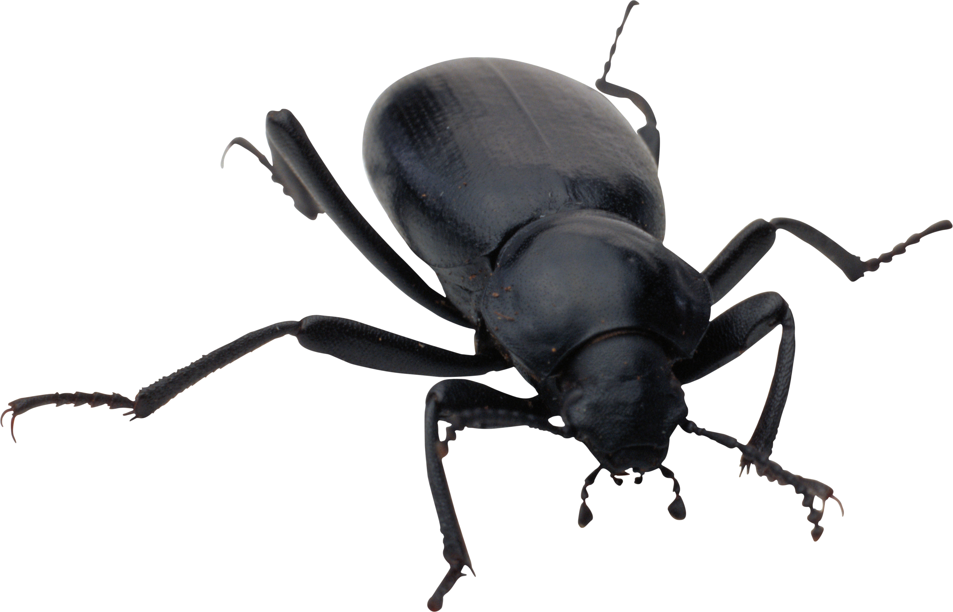 Bugs HQ Image Free PNG Image