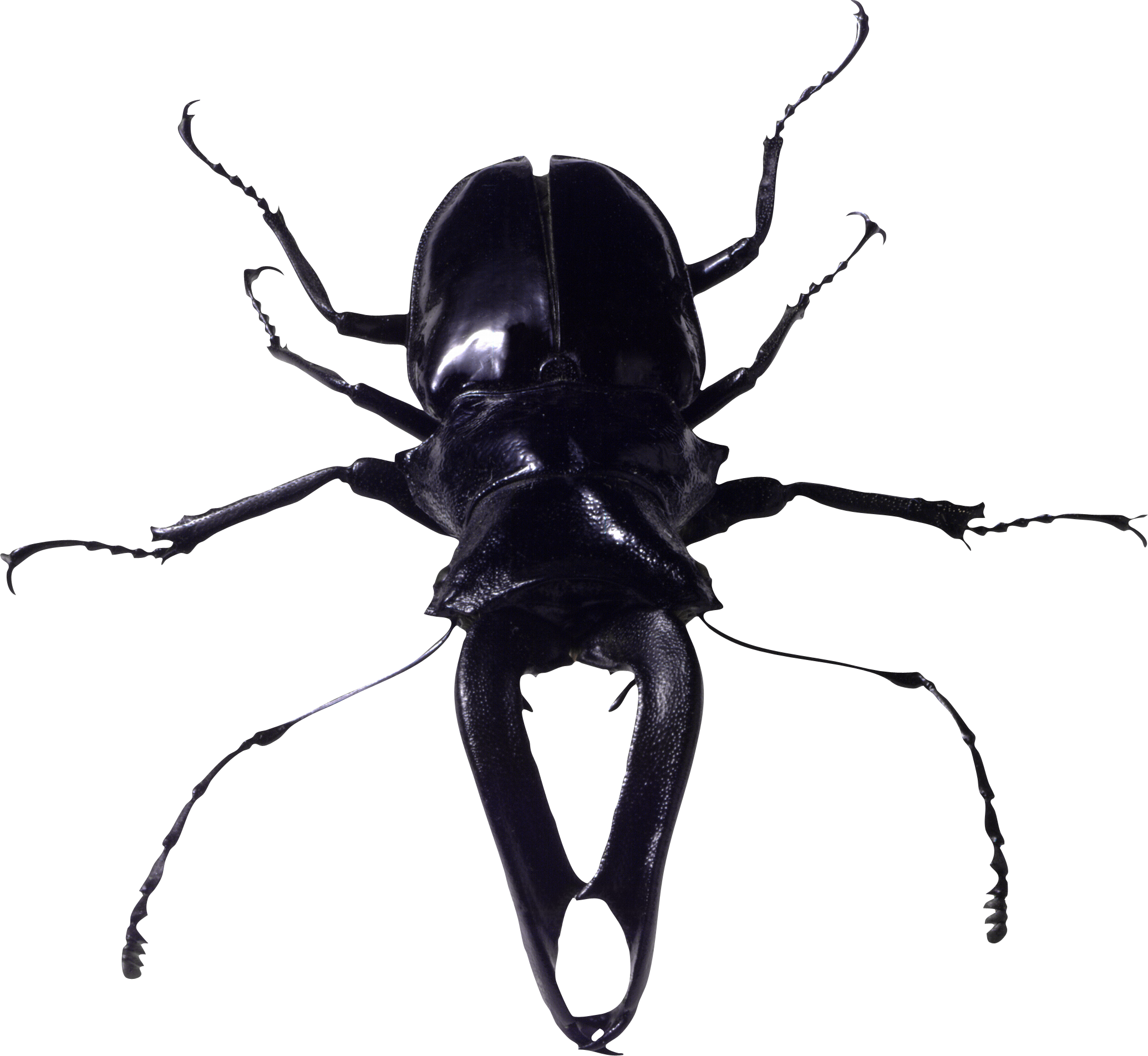Bugs Free Download PNG HD PNG Image
