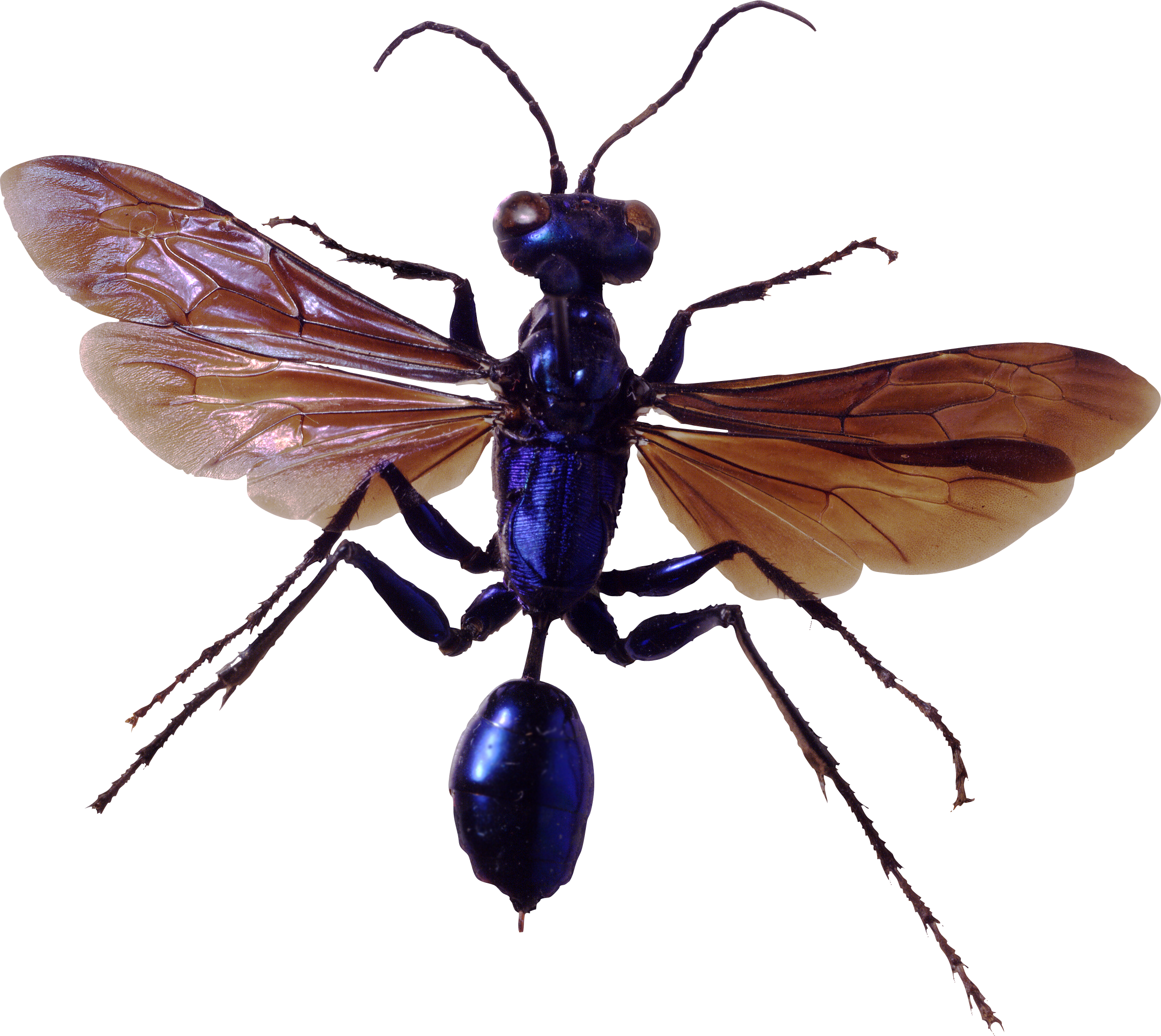 Photos Flying Bugs Free PNG HQ PNG Image