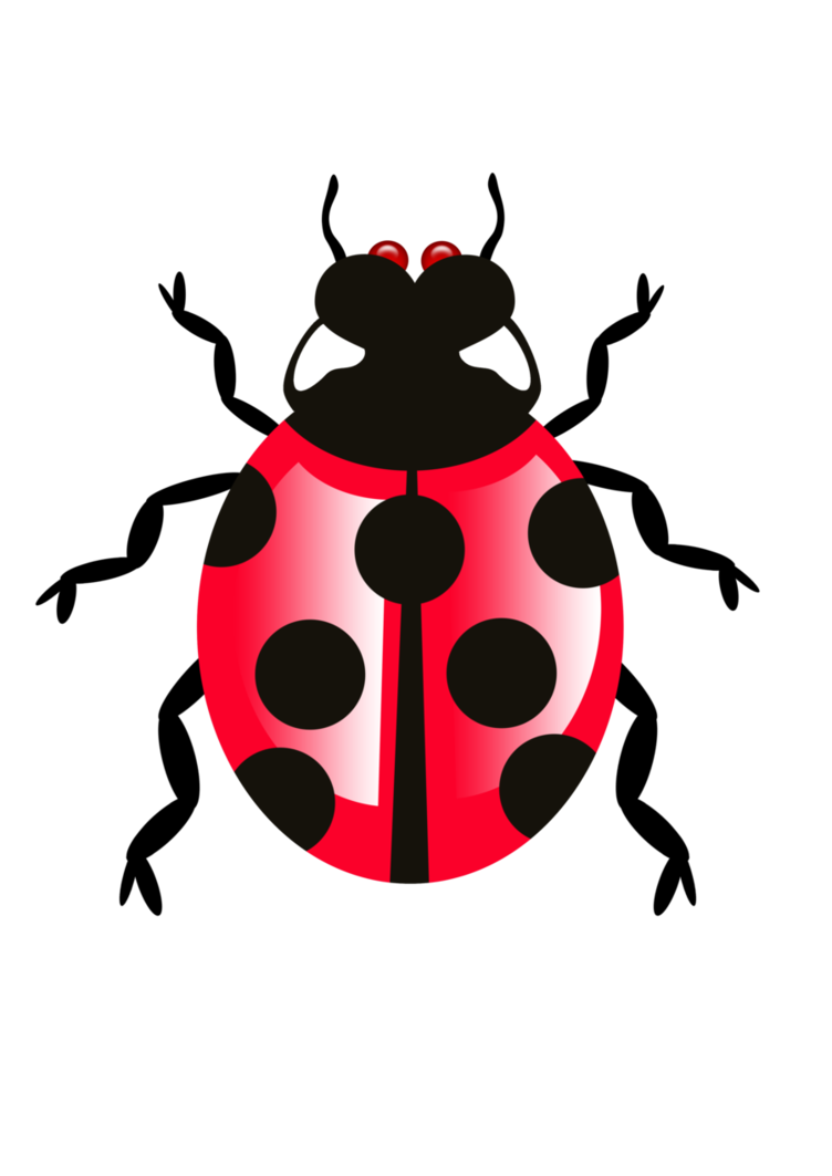 Lady Bugs PNG Download Free PNG Image