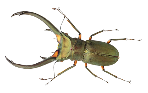 Spring Bugs Free Download PNG HD PNG Image