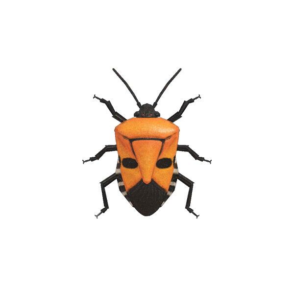 Spring Bugs Free Transparent Image HD PNG Image