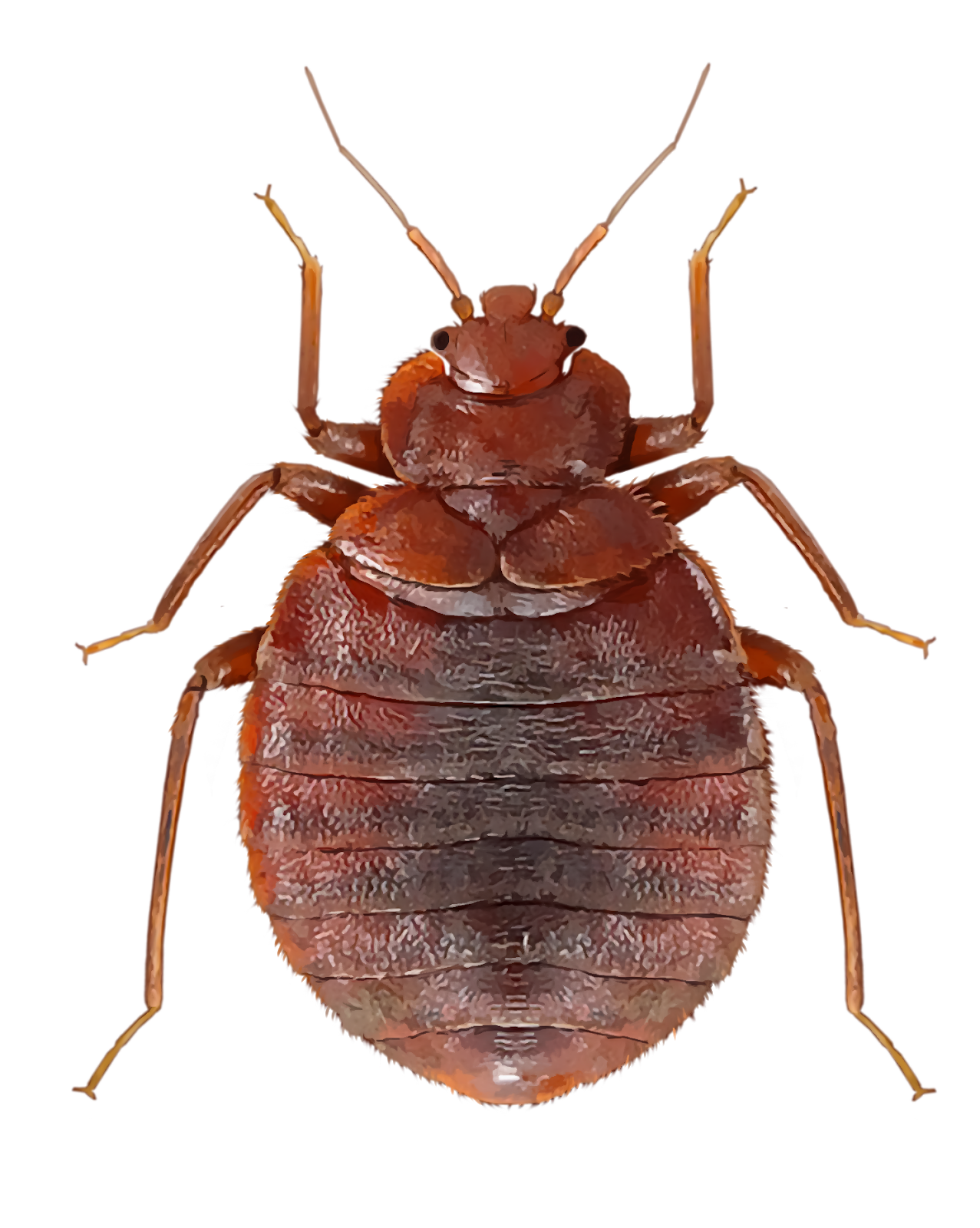 Bug Bed Free Transparent Image HQ PNG Image