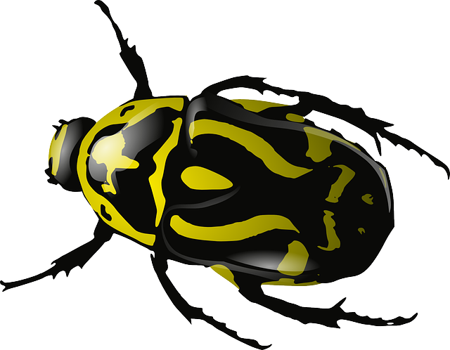 Beetle Clip Art Free PNG Image