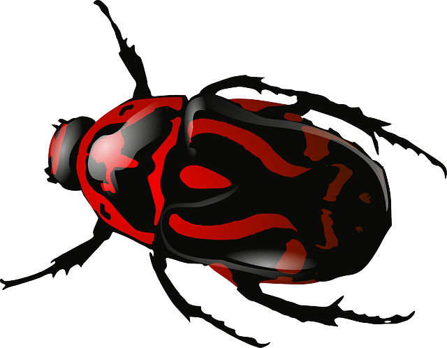Bug Png 5 PNG Image