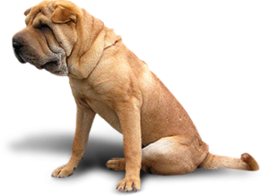 Bulldog Sitting Free Clipart HQ PNG Image