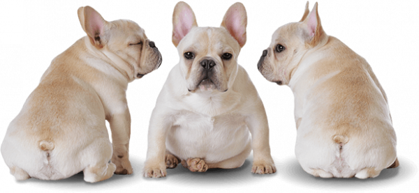 Bulldog Sitting PNG File HD PNG Image