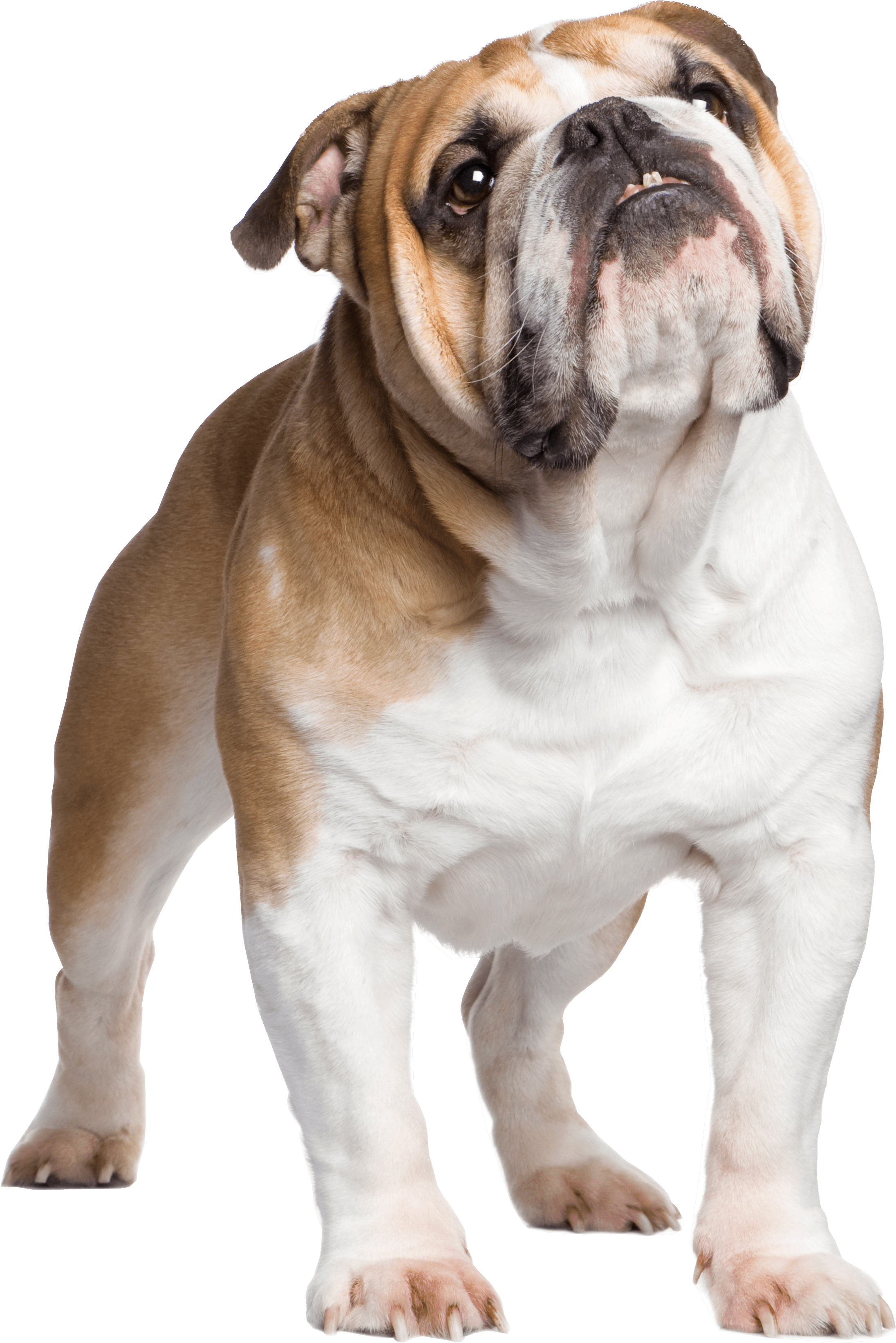 Standing Bulldog PNG Image High Quality PNG Image