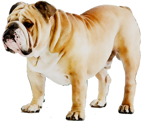 Standing Bulldog PNG File HD PNG Image