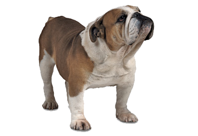 Bulldog Png Image PNG Image