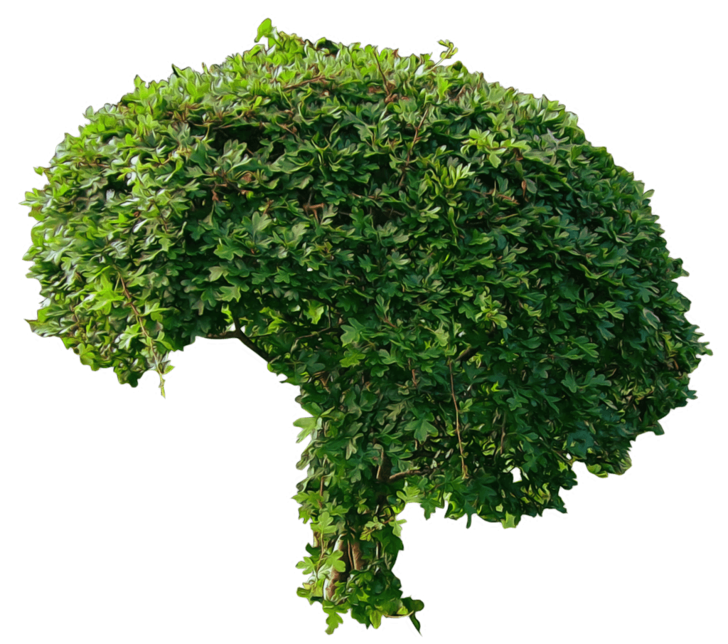 Bush Png Image PNG Image