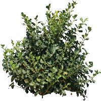 Download Bush Free PNG photo images and clipart | FreePNGImg