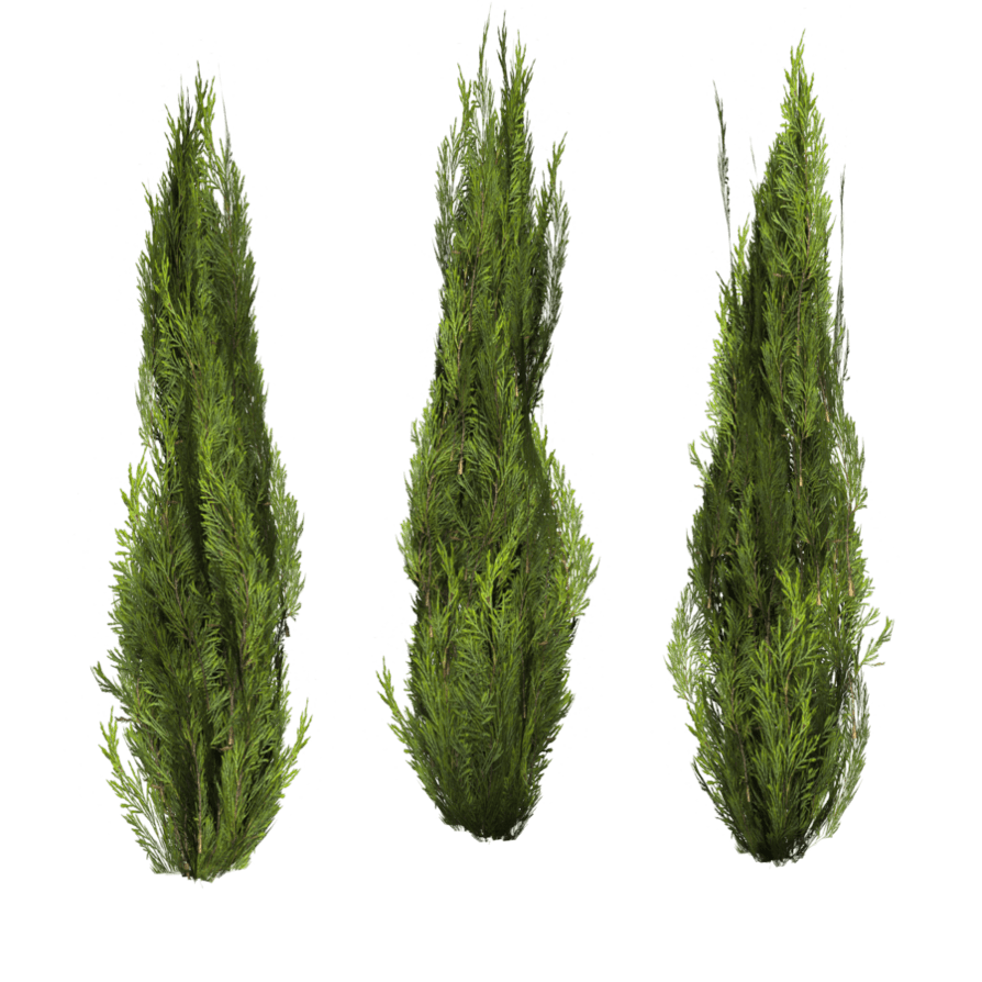 Bushes Png Image PNG Image