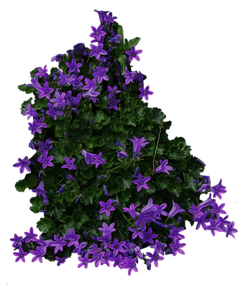 Bush Png Image PNG Image