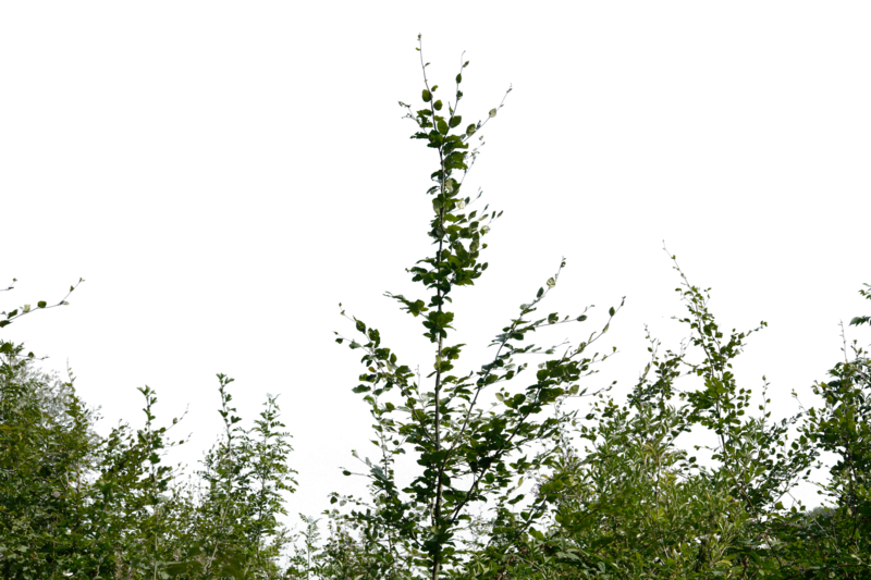 Bushes Transparent Image PNG Image