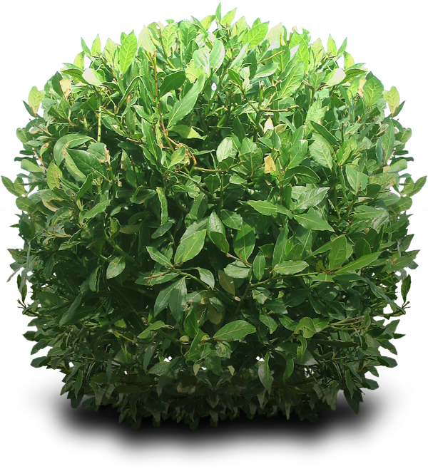 Bushes Free Download PNG Image