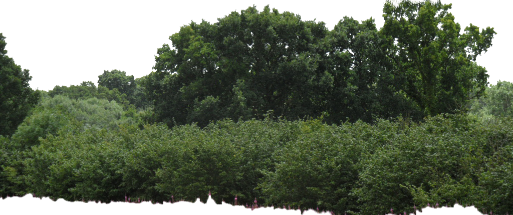 Bushes Image PNG Image