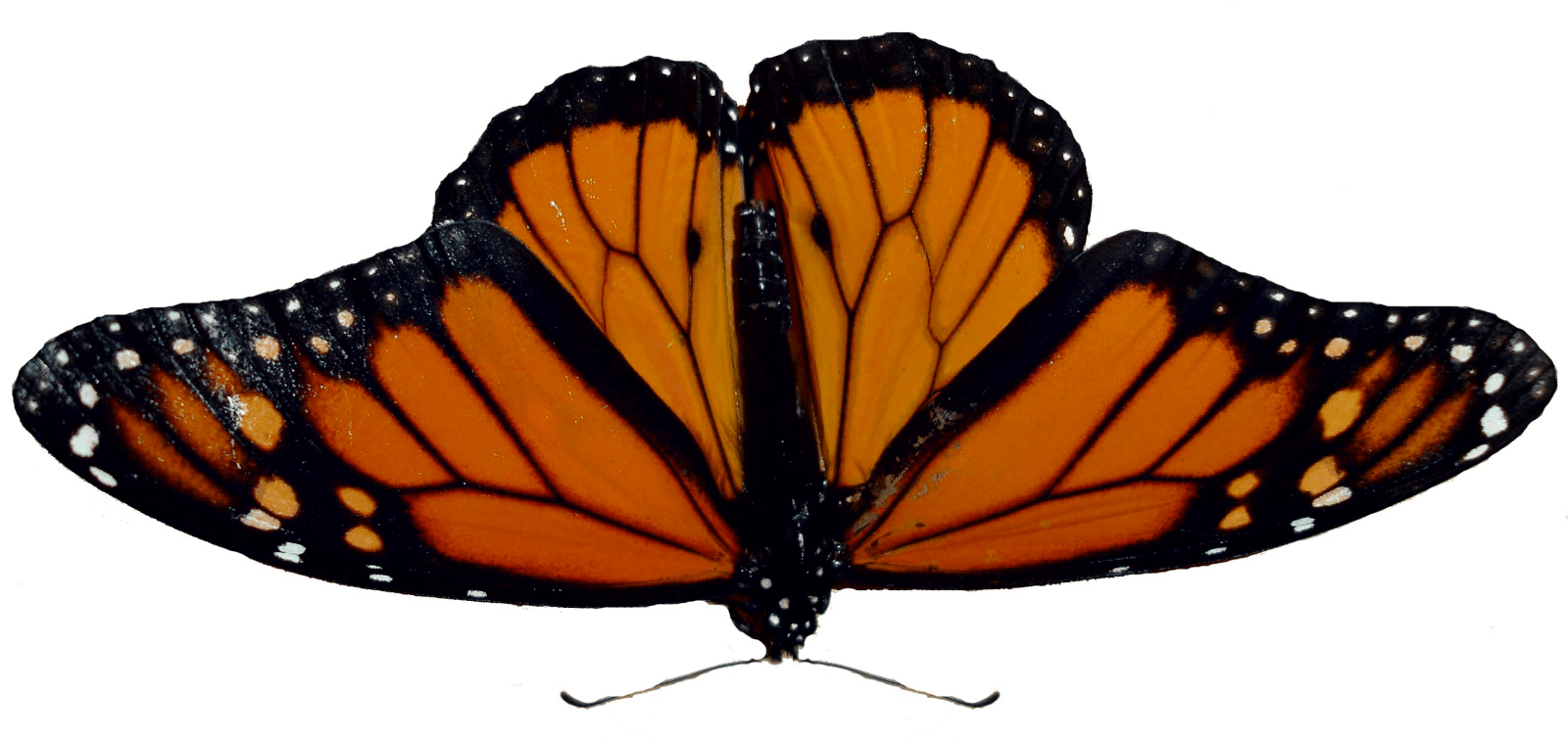 Butterfly Png Image PNG Image