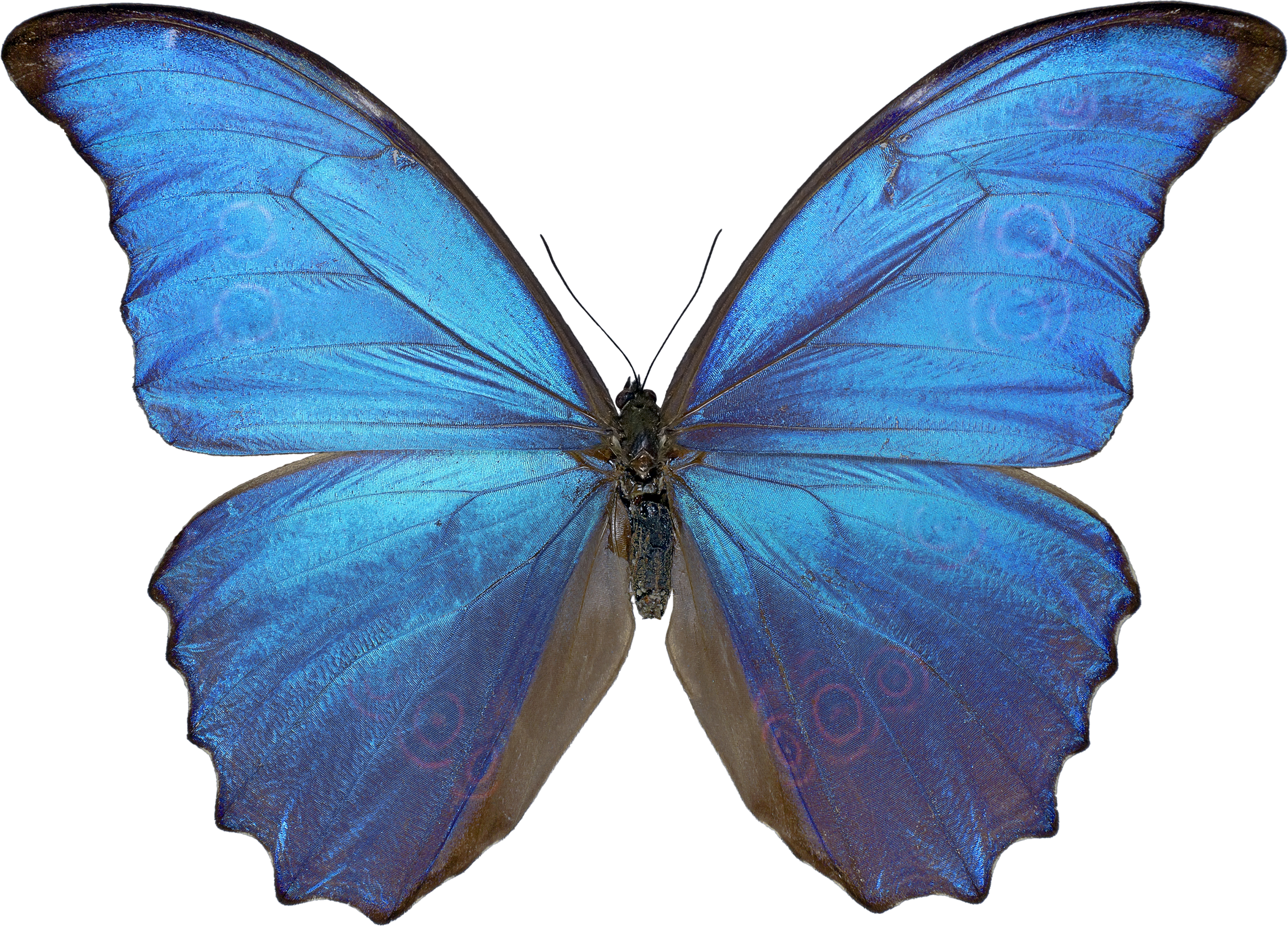 Blue Butterfly Free Clipart HD PNG Image