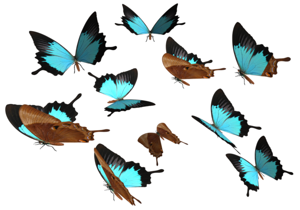 Blue Butterfly PNG Download Free PNG Image