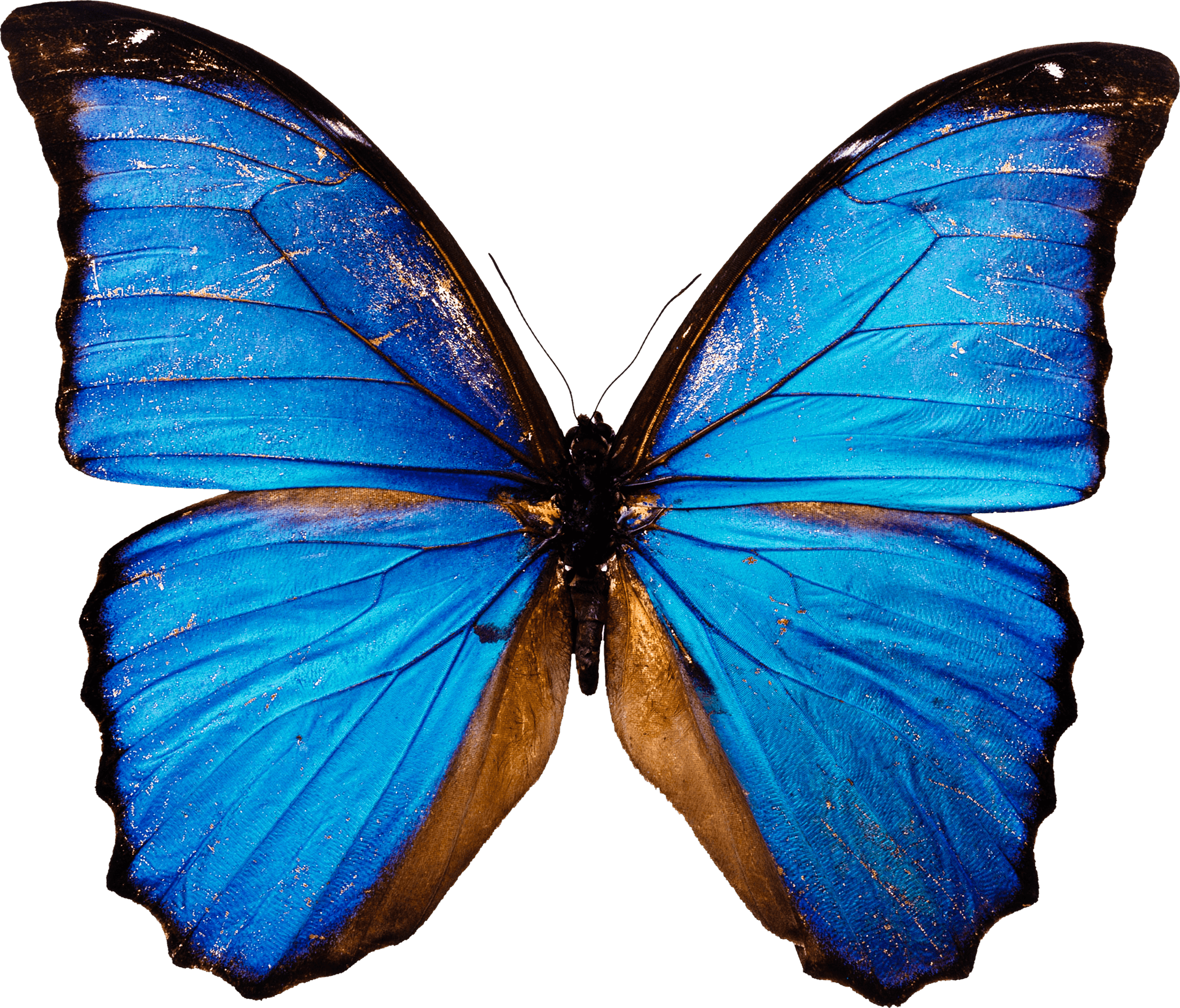 Blue Butterfly Photos PNG Image High Quality PNG Image
