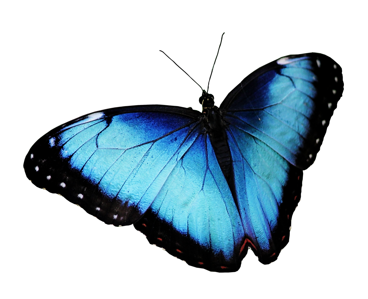 Blue Butterfly Free Transparent Image HD PNG Image