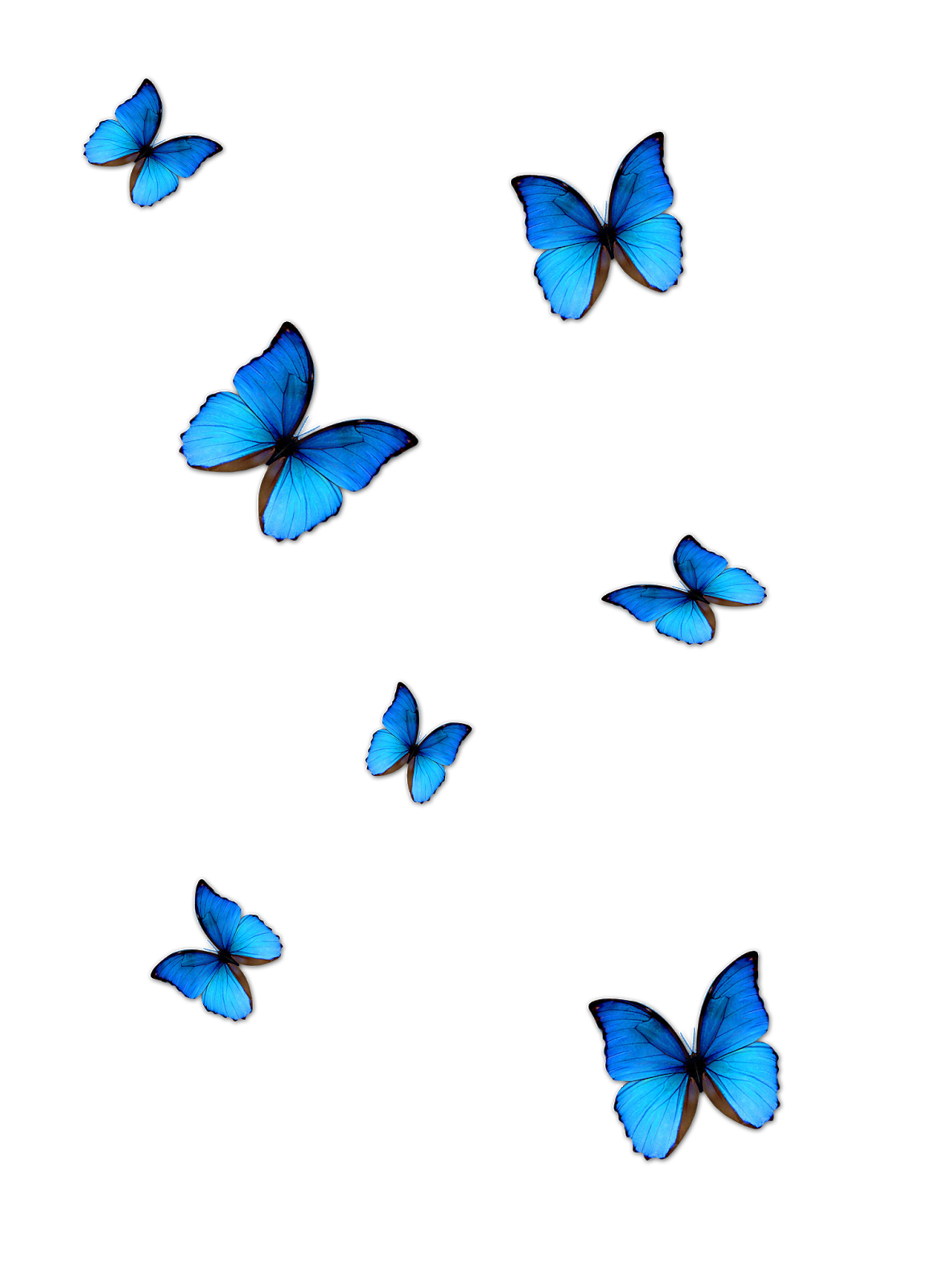 Blue Butterfly PNG Download Free PNG Image