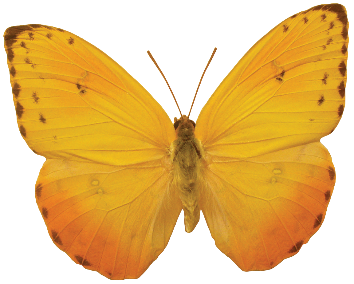 Butterfly Free Clipart HD PNG Image