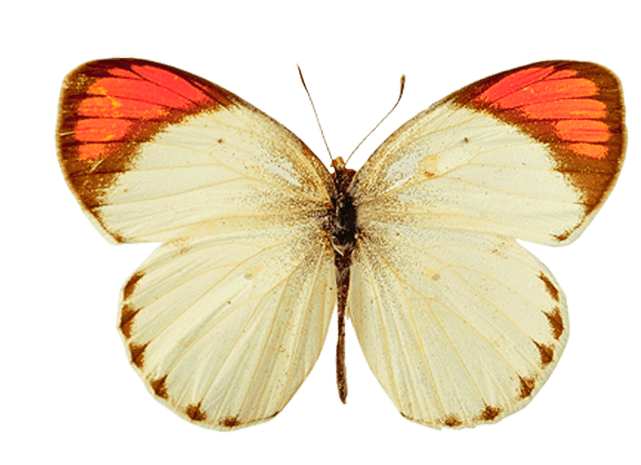 Butterfly Png Image PNG Image