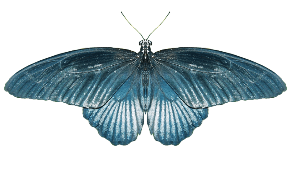 Butterfly Png Image PNG Image