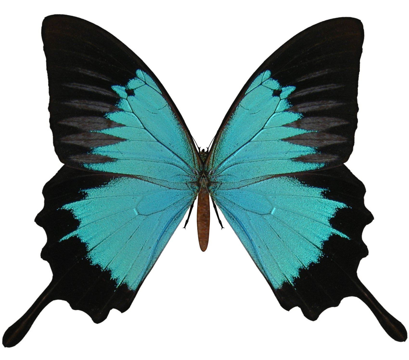 Black And Cyan Butterfly PNG Image