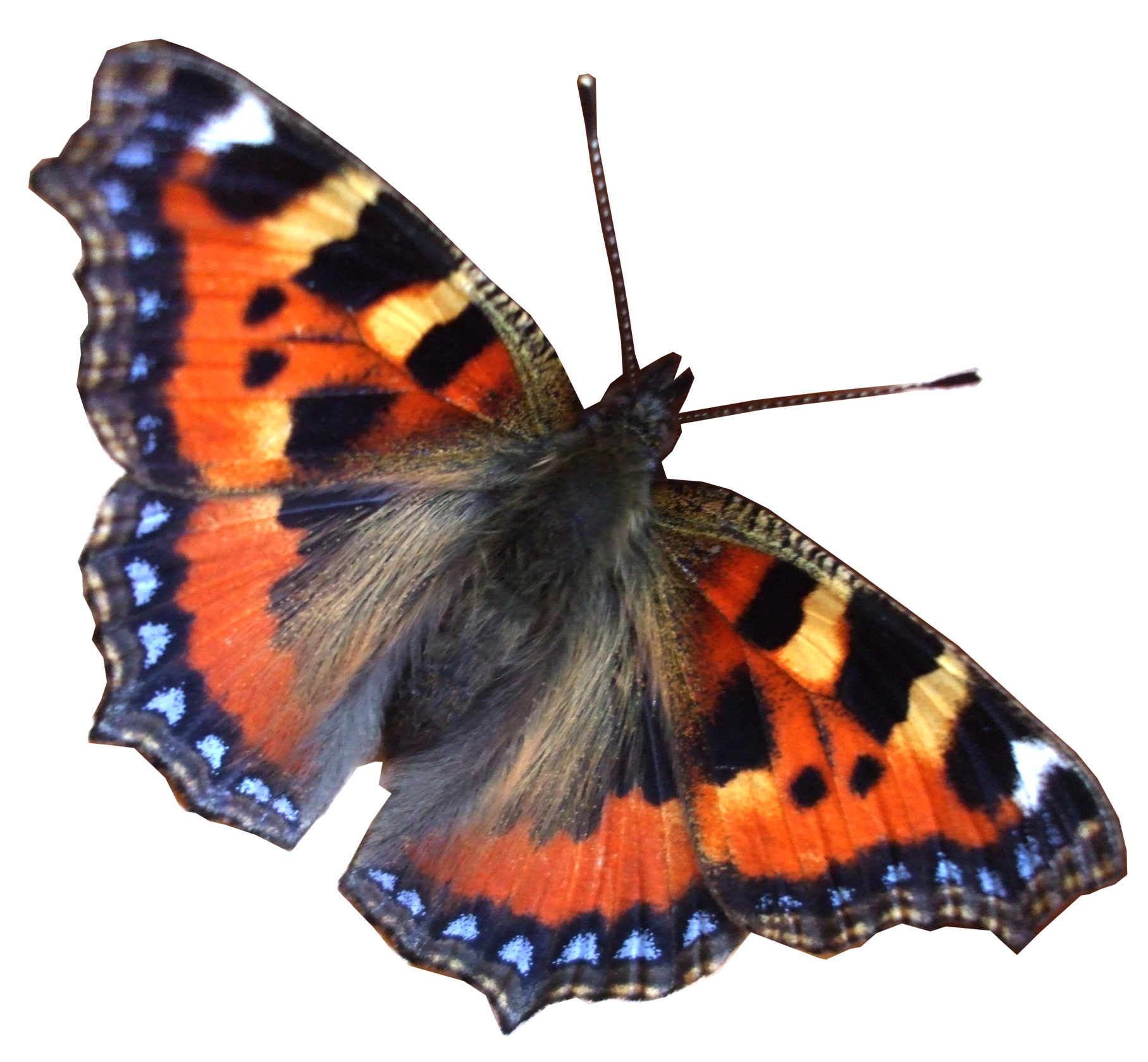 Real Butterfly Moth PNG Image
