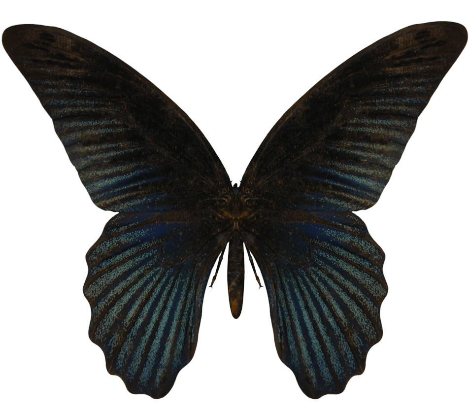 Butterfly Png Image PNG Image