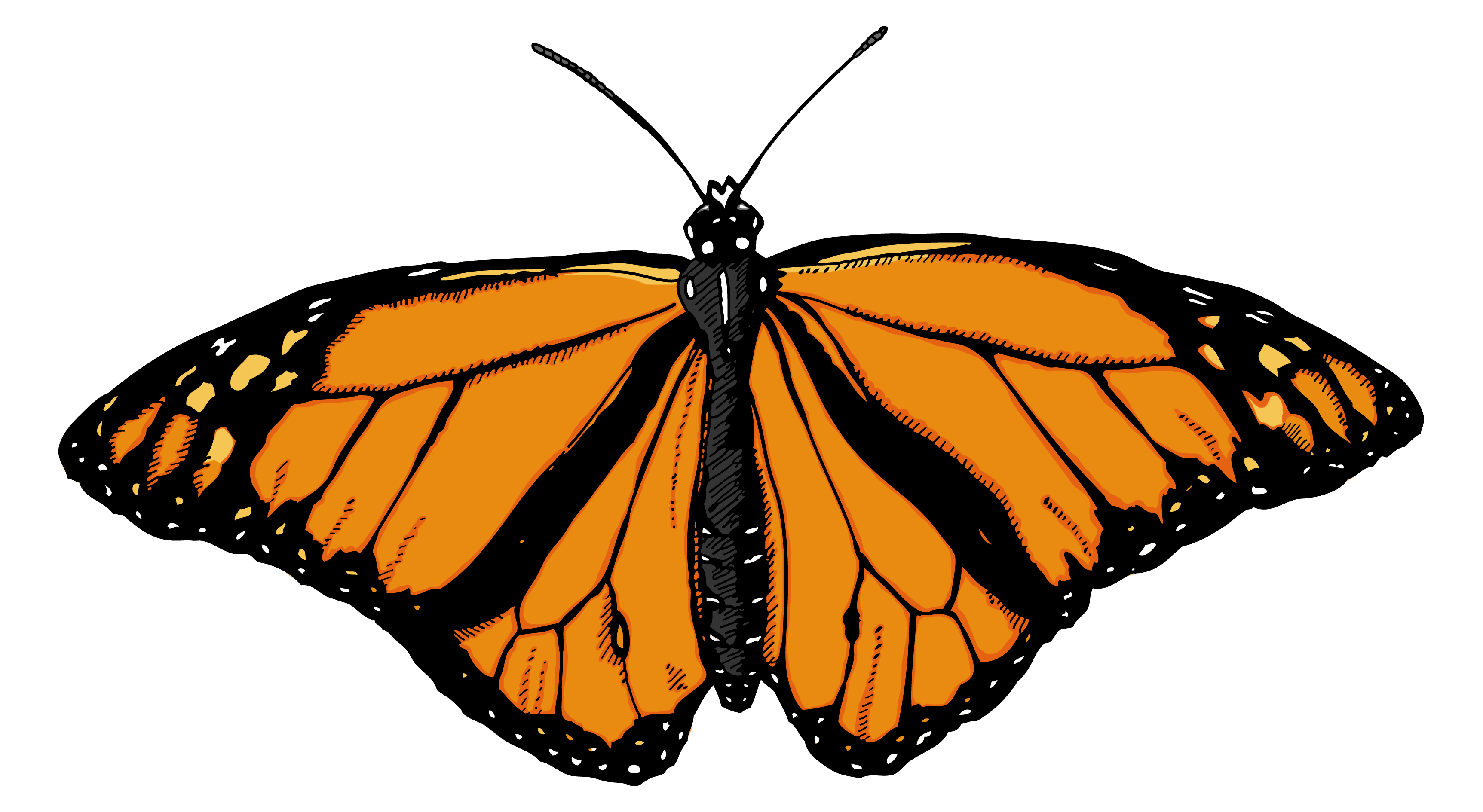 Butterfly Png Image PNG Image