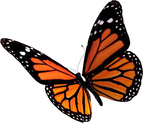 Flying Butterflies Clipart PNG Image
