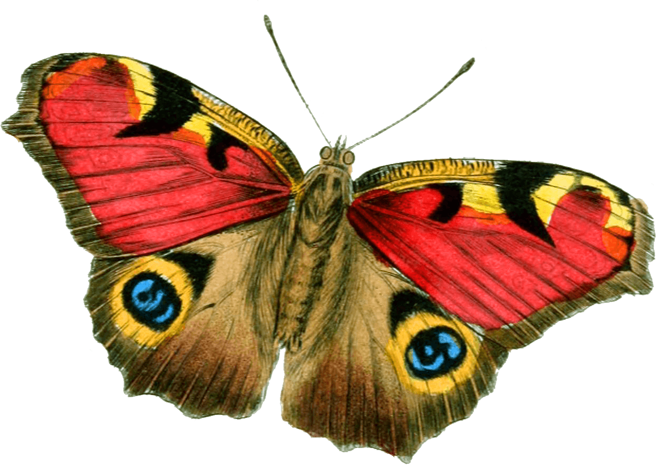 Butterfly Png Image PNG Image