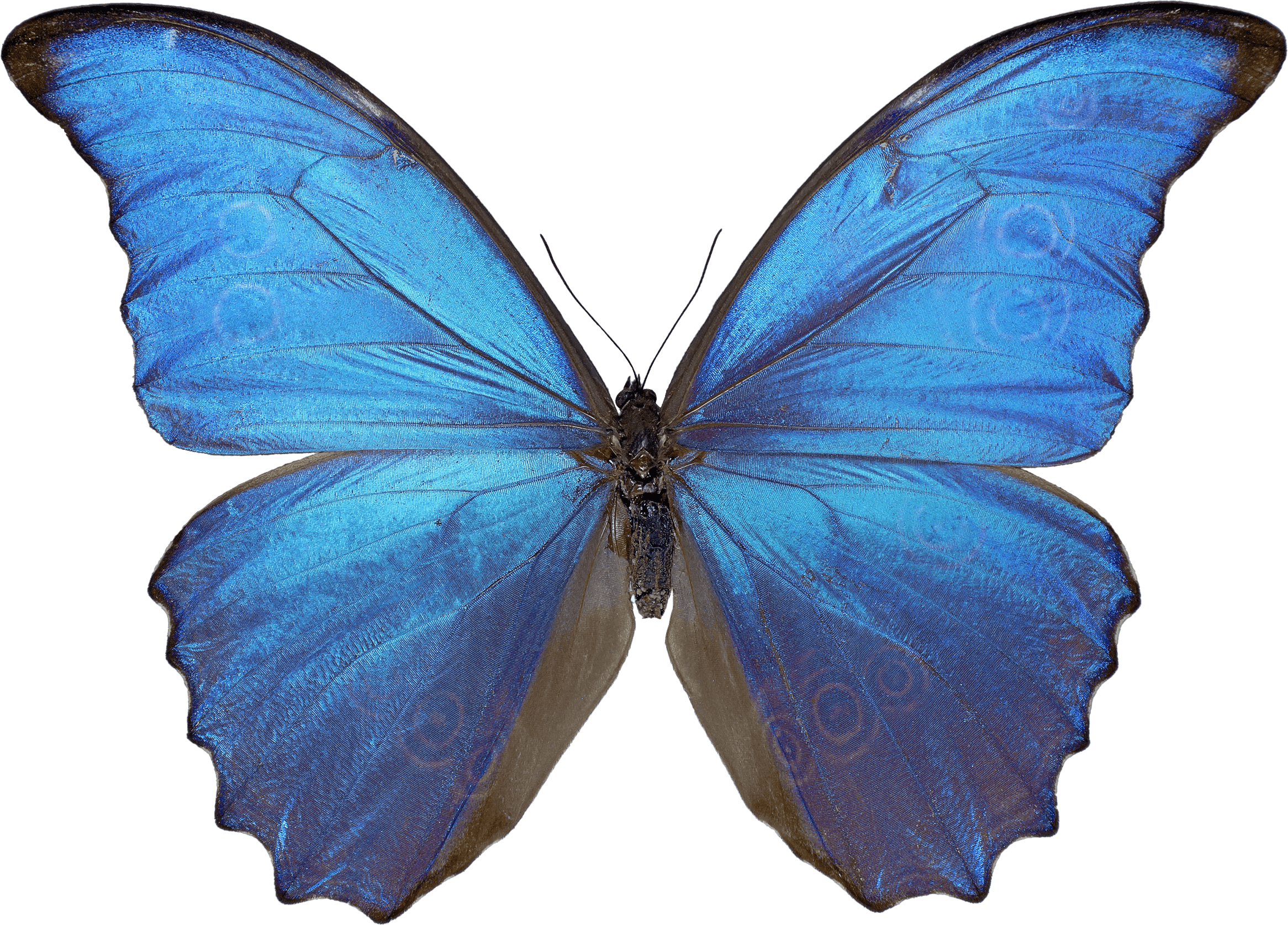 Butterfly Png Image PNG Image