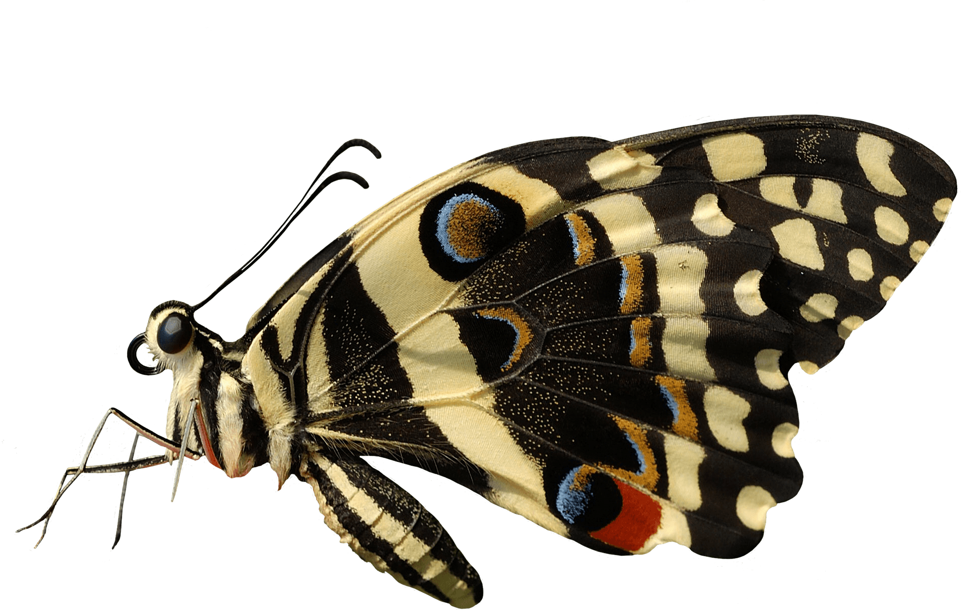 Butterfly Png Image PNG Image