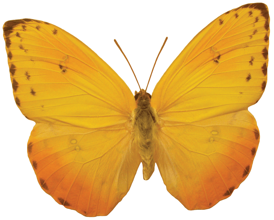 Orange Butterfly Png Image Butterflies Download PNG Image