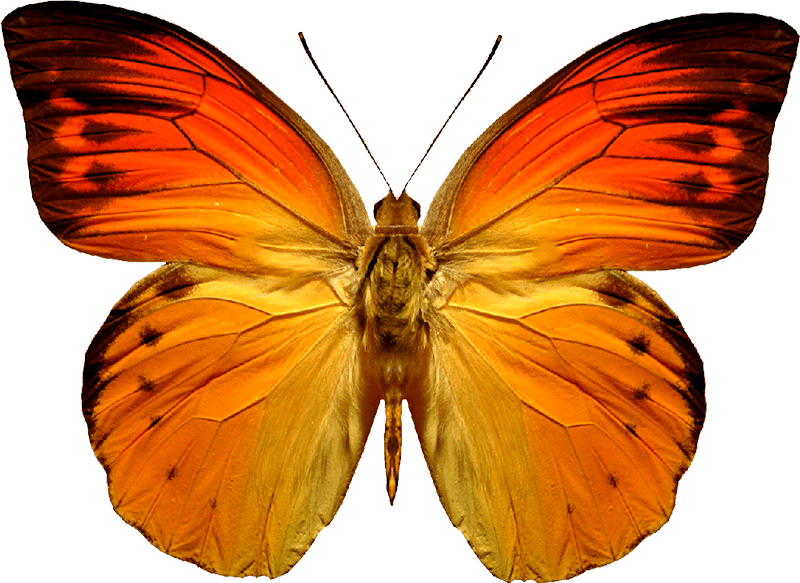 Butterfly Png Image PNG Image