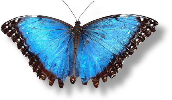 Butterfly Png Image PNG Image