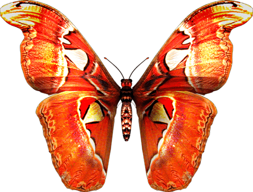 Butterfly Png Image PNG Image