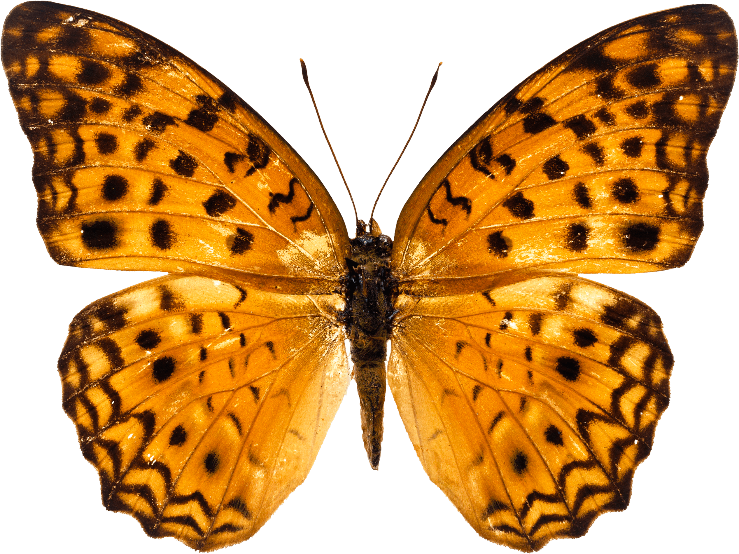 Orange Butterfly Png Image Butterflies Download PNG Image