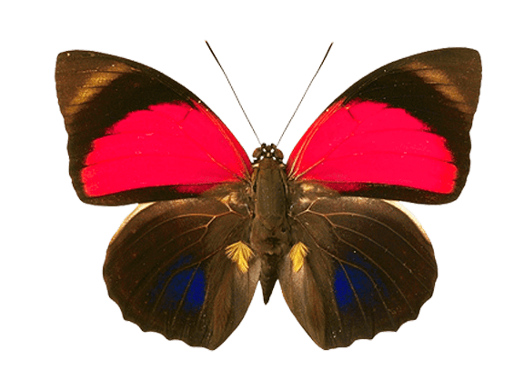 Butterfly Png Image PNG Image